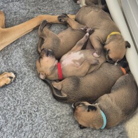 Mixed Breed - Both