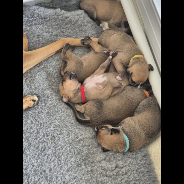 Mixed Breed - Both