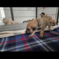 Mixed Breed - Both