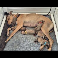 Mixed Breed - Both