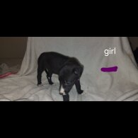 Lurcher - Both