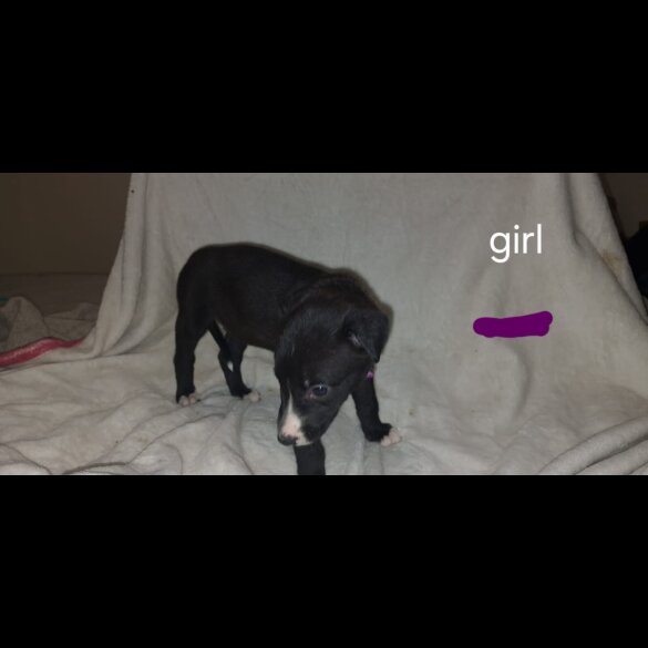 Lurcher - Both