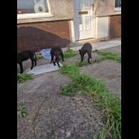 Lurcher - Both