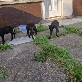 Lurcher - Both