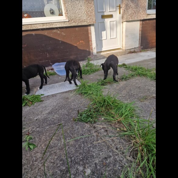 Lurcher - Both
