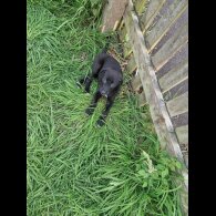 Lurcher - Both