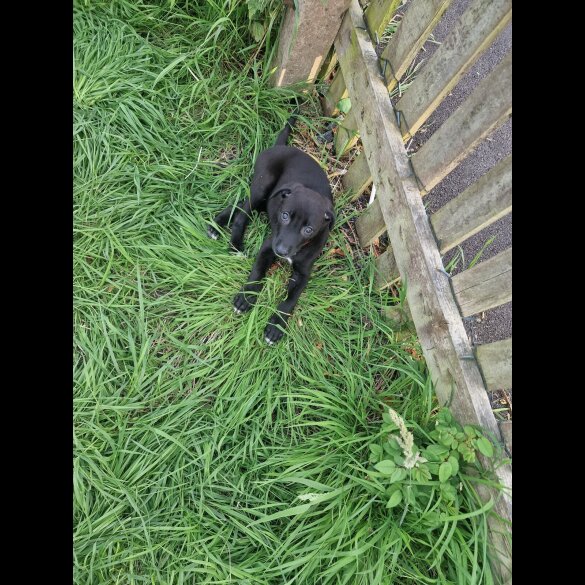 Lurcher - Both