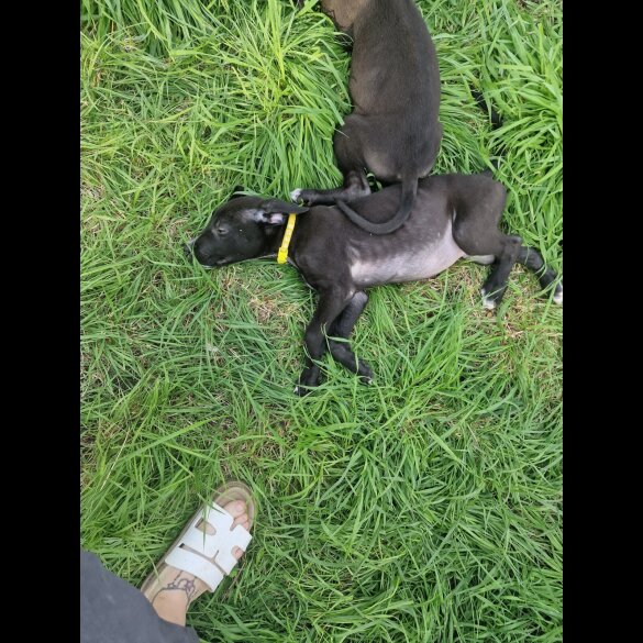 Lurcher - Both