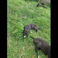 Lurcher - Both