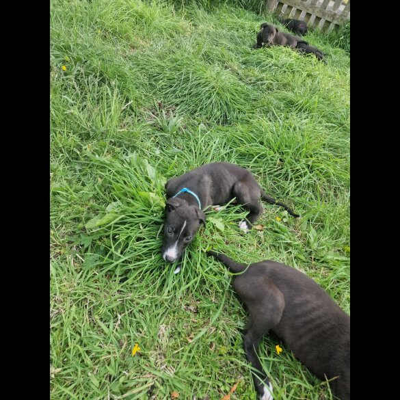 Lurcher - Both