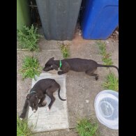 Lurcher - Both