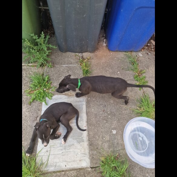 Lurcher - Both