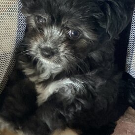 Maltese - Both