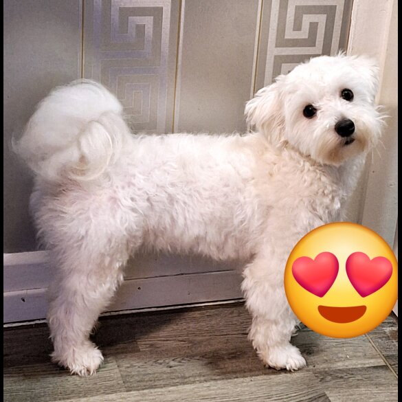 Maltipoo - Dogs