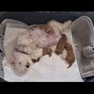 Maltipoo - Dogs
