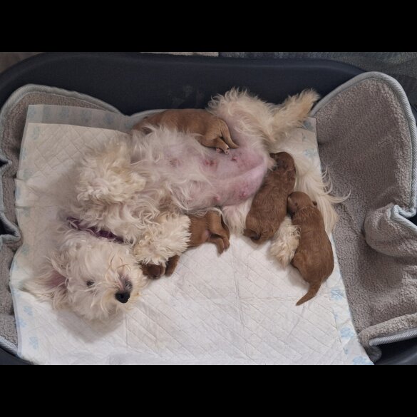 Maltipoo - Dogs