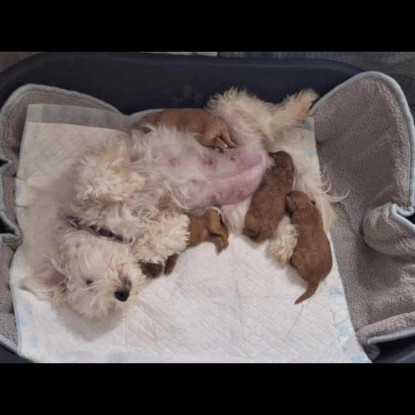 Maltipoo - Dogs
