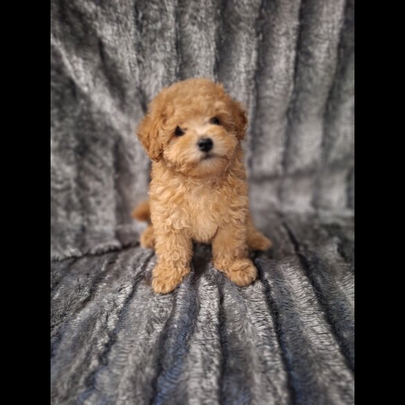 Maltipoo - Dogs
