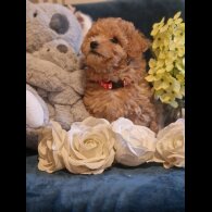 Maltipoo - Dogs