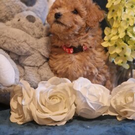 Maltipoo - Dogs