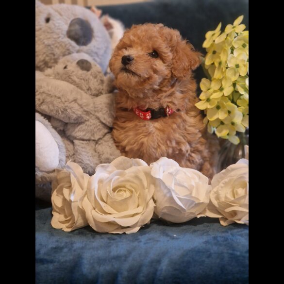 Maltipoo - Dogs