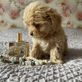 Maltipoo - Both