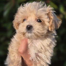 Maltipoo - Both