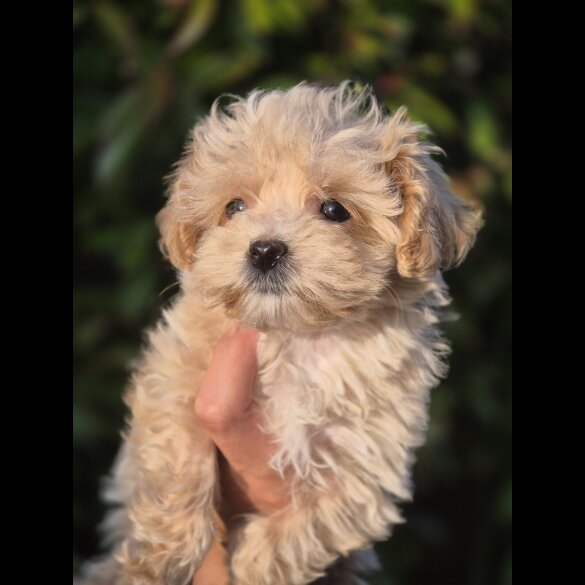 Maltipoo - Both