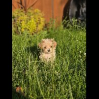 Maltipoo - Both