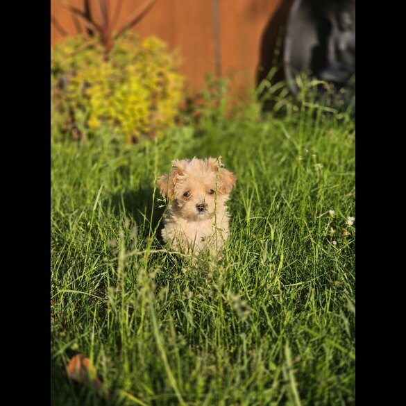 Maltipoo - Both
