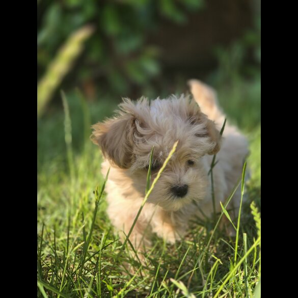Maltipoo - Both