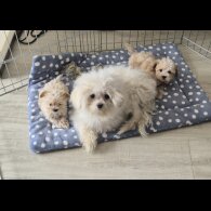 Maltipoo - Both