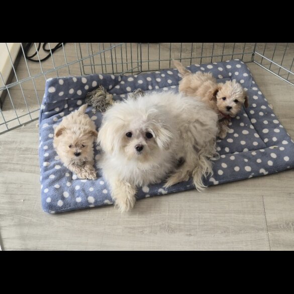Maltipoo - Both