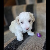 Maltipoo - Dogs