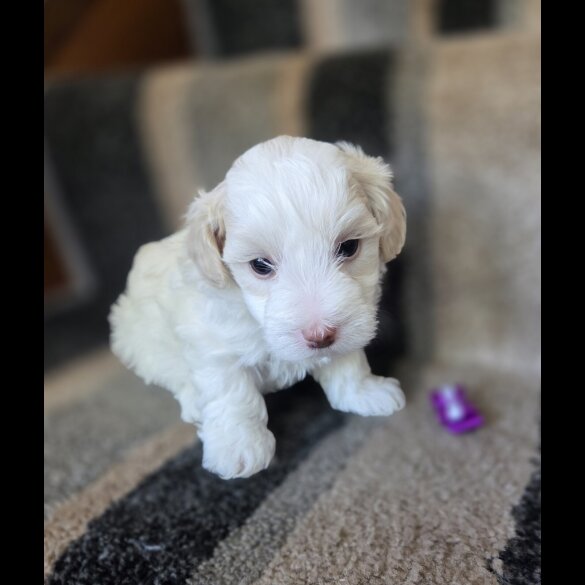 Maltipoo - Dogs
