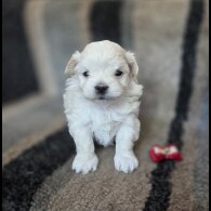 Maltipoo - Dogs