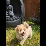 Maltipoo - Bitches