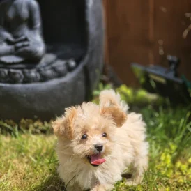 Maltipoo - Bitches