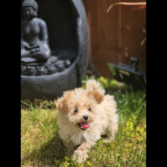 Maltipoo - Bitches