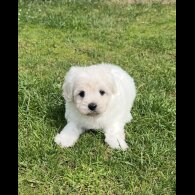 Maltipoo - Dogs