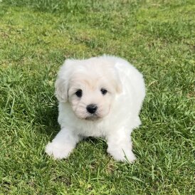 Cavapoo - Bitches