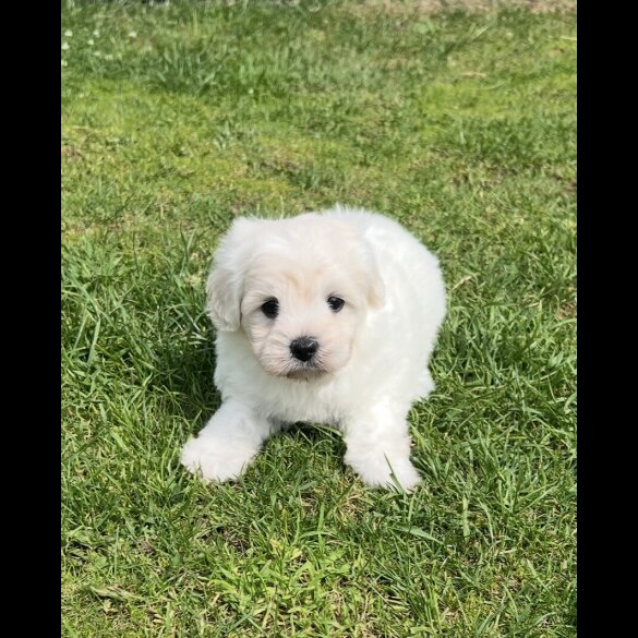 Maltipoo - Dogs