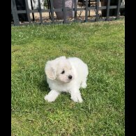 Maltipoo - Dogs