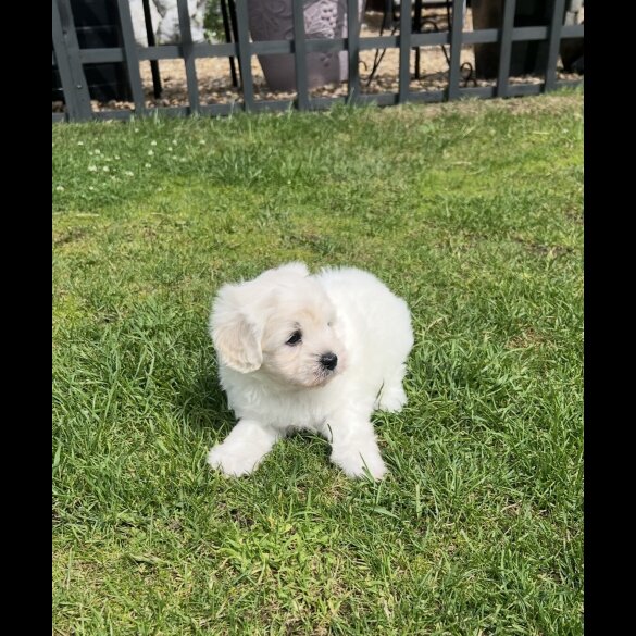 Maltipoo - Dogs