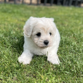 Maltipoo - Dogs