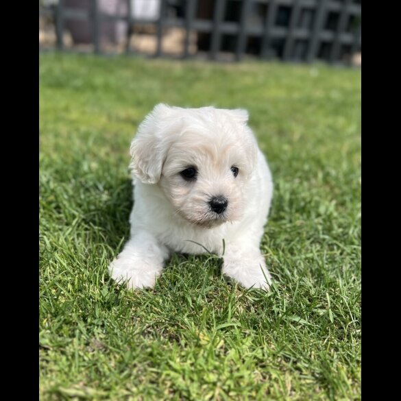 Maltipoo - Dogs