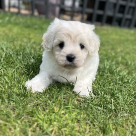 Maltipoo - Dogs