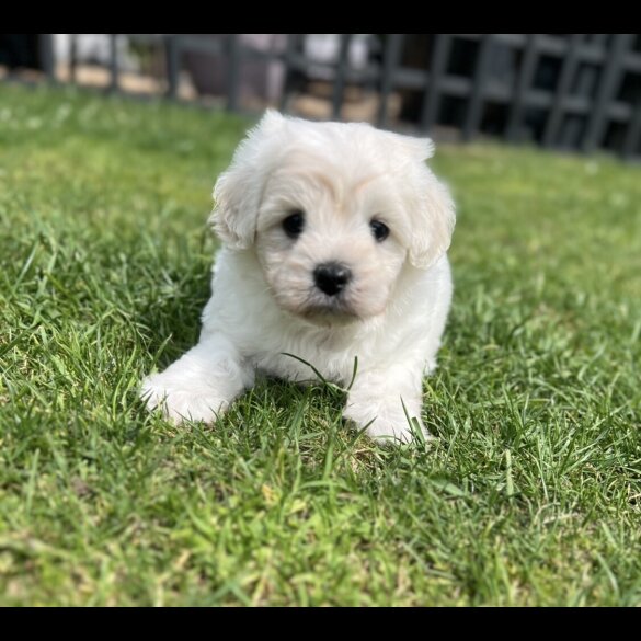 Maltipoo - Dogs