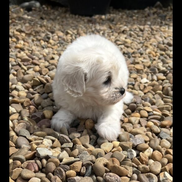 Maltipoo - Dogs