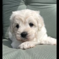 Maltipoo - Dogs